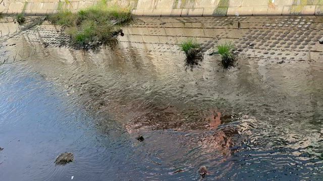 久しぶりのウォーキング☆の記事動画