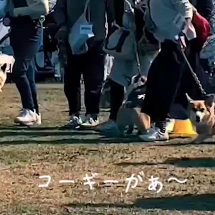 AJC2024の大運動会の情報です(拡散歓迎！)の記事動画