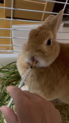 大好きなりんごの記事動画