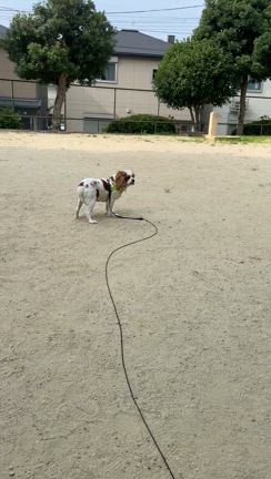 公園散歩固まるの記事動画