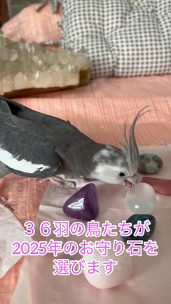 インコのお守り石の記事動画