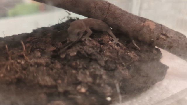 えっ!? 家のリビングにヤモリー！！の記事動画