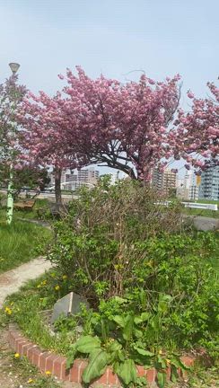 【北海道神宮頓宮】の枝垂れ桜と八重桜 【吉田茂八碑】のある橋台広場第一公園の桜の記事動画