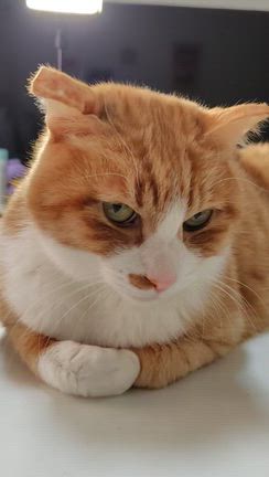 ショート動画アップホゥ!の記事動画