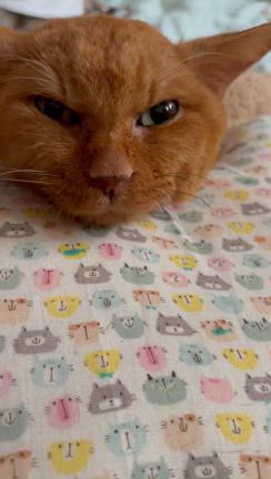 老猫にも睡眠時無呼吸症候群？の記事動画