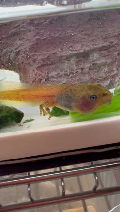 イエアメの小吉田君と大吉田君と亀ちゃんの記事動画