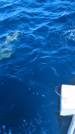 2025.9.30  第38回　　ハセイルカの大群に会えましたの記事動画