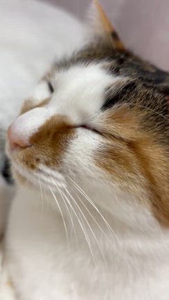 よくねたの記事動画