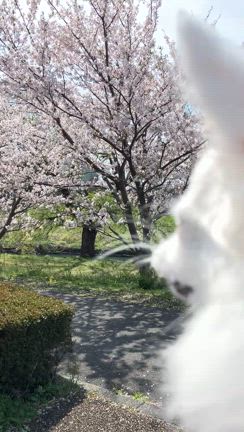 春だねぇの記事動画