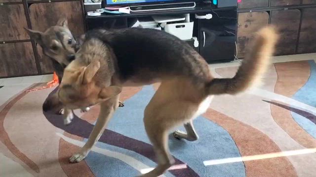 我が家の卒業犬、ベルちゃんですよ。の記事動画