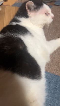 夏のハチの記事動画