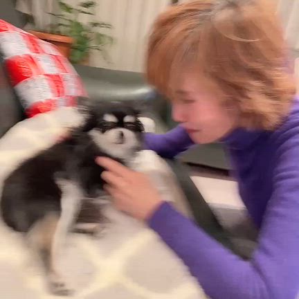 今日22日はルルたんの月命日だねの記事動画