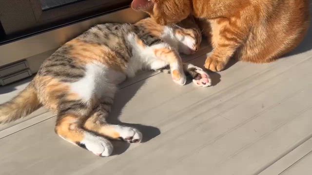 動画一覧｜「よこねこ」