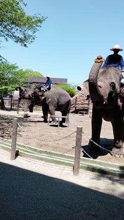 成瀬樹理★ぞうの国の記事動画