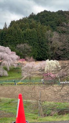 桜追っかけ❣️いよいよ始まりました〜の記事動画