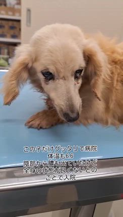 入院してるダックスの記事動画