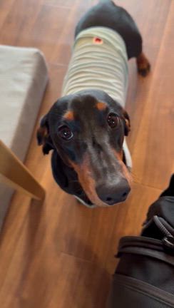 犬の甘噛み・食糞がなくなった！／ホメオパシーの記事動画