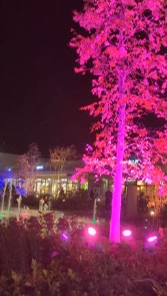 夜のデートと光の祭典との記事動画