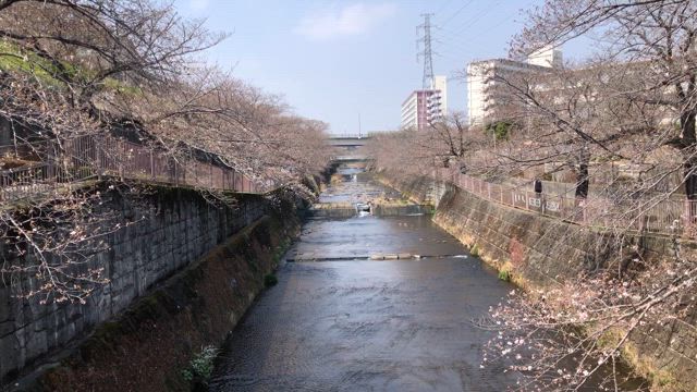 つくしんぼと恩田川のさくらの記事動画