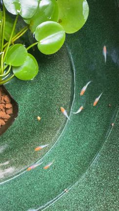 たたら浜の記事動画