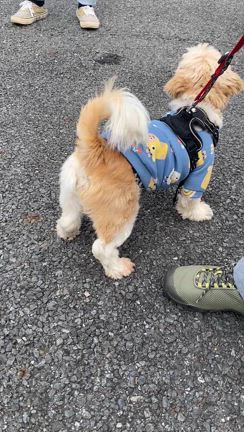 【花子な⁀➷掲示板】犬服 手編み 原則‼️受信専用ᐡᴖᴥᴖᐡฅ掲示板 nuts (@nutskix) / X