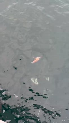 仙正丸2/26(木)朝便メバル釣り釣果情報の記事動画