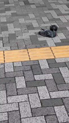 鳩のつがいの記事動画