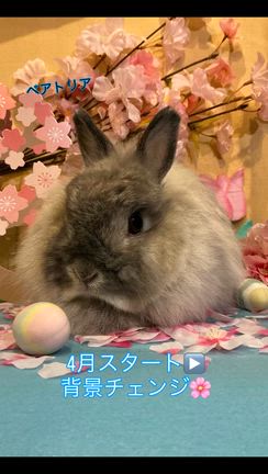 背景チェンジ！！の記事動画