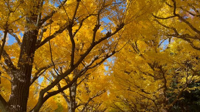 ★神宮外苑イチョウ並木　番外編★の記事動画