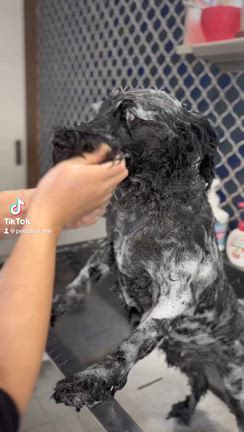 ペロくんの動画の記事動画