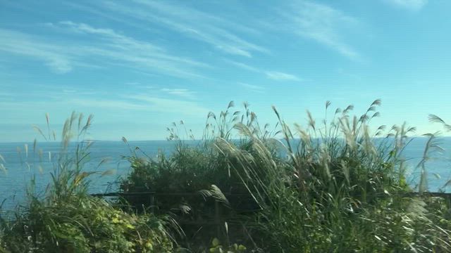 帰省と紅葉と東都大学野球の記事動画