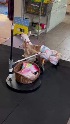 あすみちゃん正式譲渡の記事動画