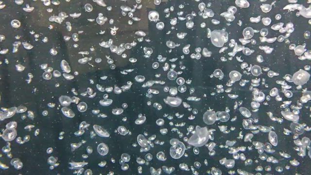 夏の終わり～＊2025の記事動画