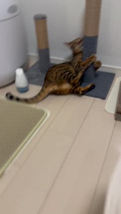 見守り怪獣の記事動画