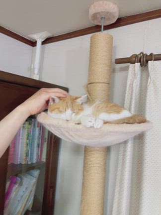 ララちゃん、ほぼ復活！の記事動画