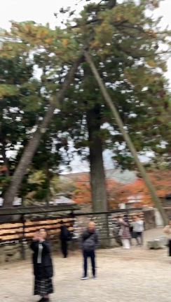 女2人旅⑤出雲大社の記事動画