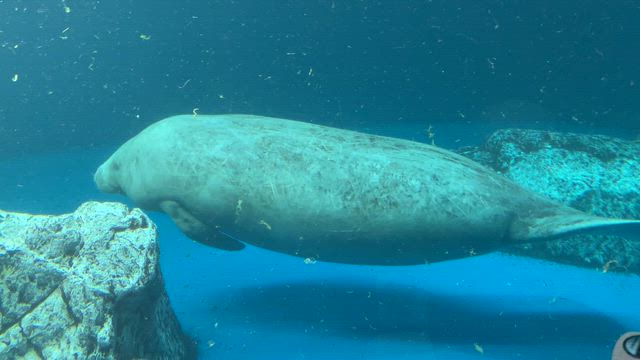 またまた水族館への記事動画