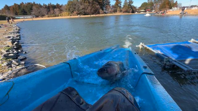 1月放流情報の記事動画