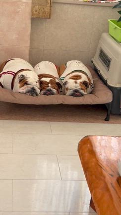 ヒルナンデス11:54〜生放送です。の記事動画