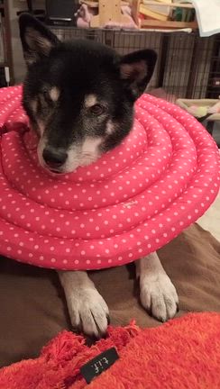 甘えた攻撃の記事動画