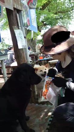 高尾山薬王院城山。の記事動画