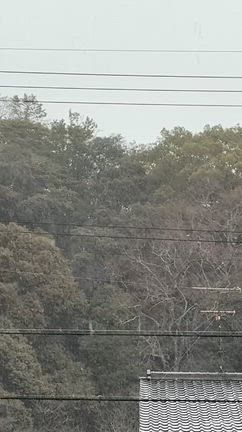 選挙の日❗️母の誕生日は大雪…でしたの記事動画