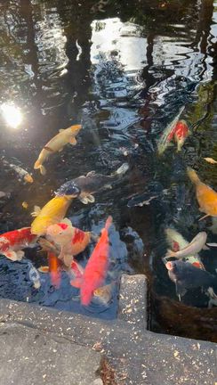 伊豆山神社の記事動画