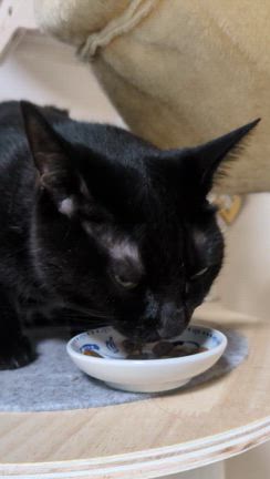 猫にも好き嫌いがあるの記事動画