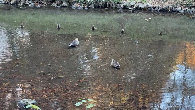 のどかなの記事動画