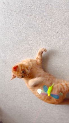 猫がいる生活193【猫の日】 | 猫とハイボール