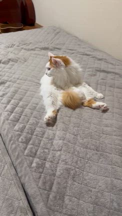 ちくわのようかいの記事動画