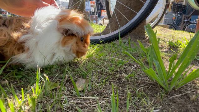 久々にモルモットちゃん登場の記事動画