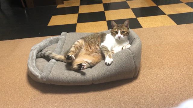 久しぶりのチャチャ様♡の記事動画