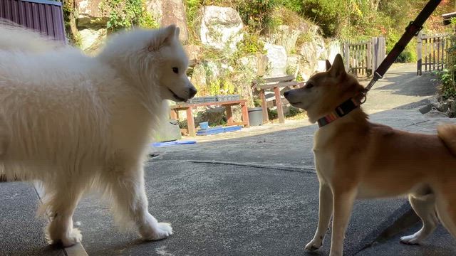 今日のわんこの記事動画